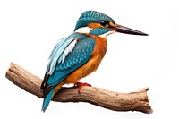 Kingfisher animal bird beak. 