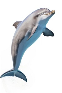 Bottlenose dolphin animal mammal fish. AI generated Image by rawpixel.