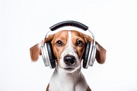 Headphones dog headset beagle. AI generated Image by rawpixel.