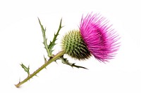 Sooear thistle flower plant white background. AI generated Image by rawpixel.