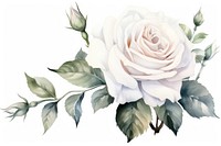 A white Rose flowers painted rose pattern plant. AI generated Image by rawpixel.