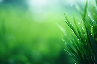 Green blurred background backgrounds outdoors grass. AI generated Image by rawpixel.