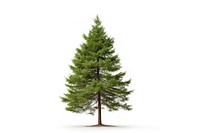 Pitch pine tree plant fir white background. AI generated Image by rawpixel.