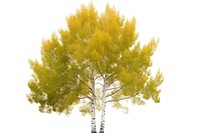 Poplar tree plant birch white background. AI generated Image by rawpixel.