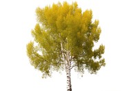 Poplar tree plant birch white background. AI generated Image by rawpixel.