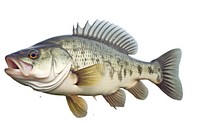 Spotted bass animal fish white background. AI generated Image by rawpixel.