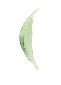 Jungle nature plant leaf. AI generated Image by rawpixel.