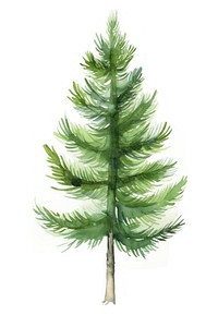 Pine tree plant leaf fir. AI generated Image by rawpixel.
