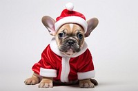 New Years bulldog christmas costume. AI generated Image by rawpixel.