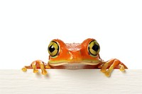Tomato frog amphibian wildlife animal. AI generated Image by rawpixel.