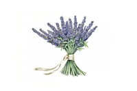 Lavender flower plant white background. 