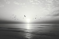 Beach flying bird outdoors. AI generated Image by rawpixel.