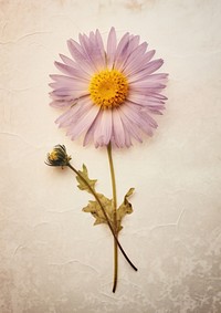 Real Pressed a aster flowers blossom petal plant. AI generated Image by rawpixel.
