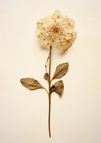 Real pressed a single white Lantana flower plant leaf art. AI generated Image by rawpixel.