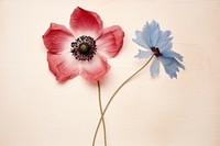 Real Pressed a single anemone flowers petal plant poppy. AI generated Image by rawpixel.