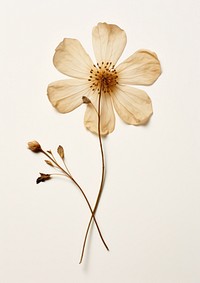 Real Pressed a single minimal flower petal plant inflorescence. AI generated Image by rawpixel.