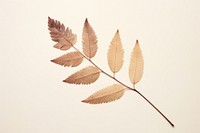 Real Pressed a single minimal rowan leaf plant herbs branch. AI generated Image by rawpixel.