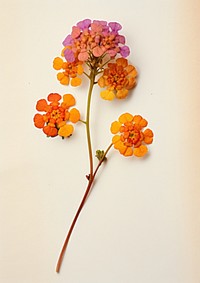 Real pressed a single colorful Lantana flower petal plant art. 