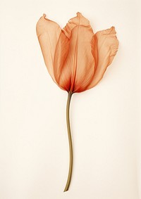 Flower leaf petal plant. AI generated Image by rawpixel.