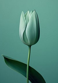 Tulip flower plant green. AI generated Image by rawpixel.