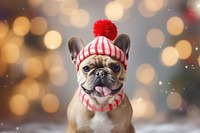 Christmas dog bulldog mammal. AI generated Image by rawpixel.