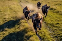 Wild buffalo livestock grassland wildlife. AI generated Image by rawpixel.