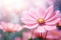 Pink flower nature outdoors blossom. AI generated Image by rawpixel.