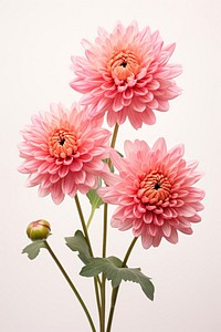 Flowers dahlia plant inflorescence. AI generated Image by rawpixel.