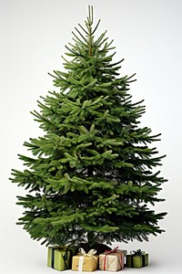 Christmas tree plant pine fir. AI generated Image by rawpixel.