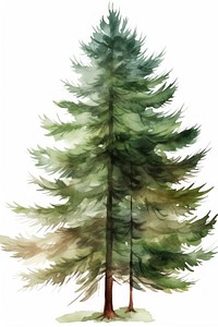 Christmas pine tree plant fir tranquility. AI generated Image by rawpixel.
