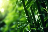 Green bamboo forest plant agriculture tranquility. AI generated Image by rawpixel.