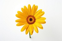 Beautiful yellow daisy flower sunflower petal plant. AI generated Image by rawpixel.