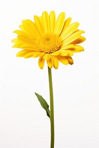 Beautiful yellow daisy flower sunflower petal plant. AI generated Image by rawpixel.