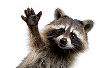 Raccoon Waving animal mammal pet. AI generated Image by rawpixel.