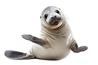Seal Waving animal mammal white background. AI generated Image by rawpixel.
