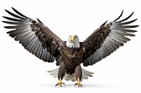 Happy smiling eagle dance animal flying bird. AI generated Image by rawpixel.