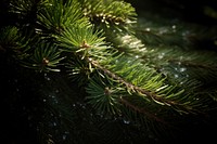 Pine tree backgrounds plant fir. AI generated Image by rawpixel.