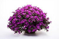 Flower purple plant lilac. AI generated Image by rawpixel.