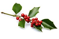 Christmas mistletoe cherry plant leaf. AI generated Image by rawpixel.