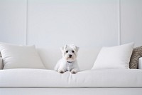 Dog furniture mammal animal. AI generated Image by rawpixel.