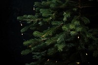 Pine tree christmas plant light. AI generated Image by rawpixel.