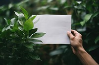 Plant paper holding leaf. AI generated Image by rawpixel.