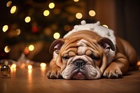 Dog christmas bulldog animal. 