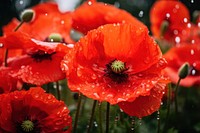 Poppy flower field blossom plant petal. AI generated Image by rawpixel.