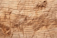 A bark texture backgrounds hardwood tree. AI generated Image by rawpixel.