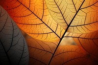 Autumn leaf outdoors nature. AI generated Image by rawpixel.