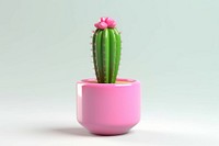 Cactus plant flower pink. 