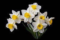 Narcissus narcissus daffodil blossom. AI generated Image by rawpixel.