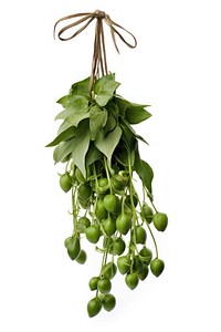 Hanging bunch fruit plant. AI generated Image by rawpixel.