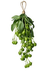 Hanging fruit bunch plant. AI generated Image by rawpixel.